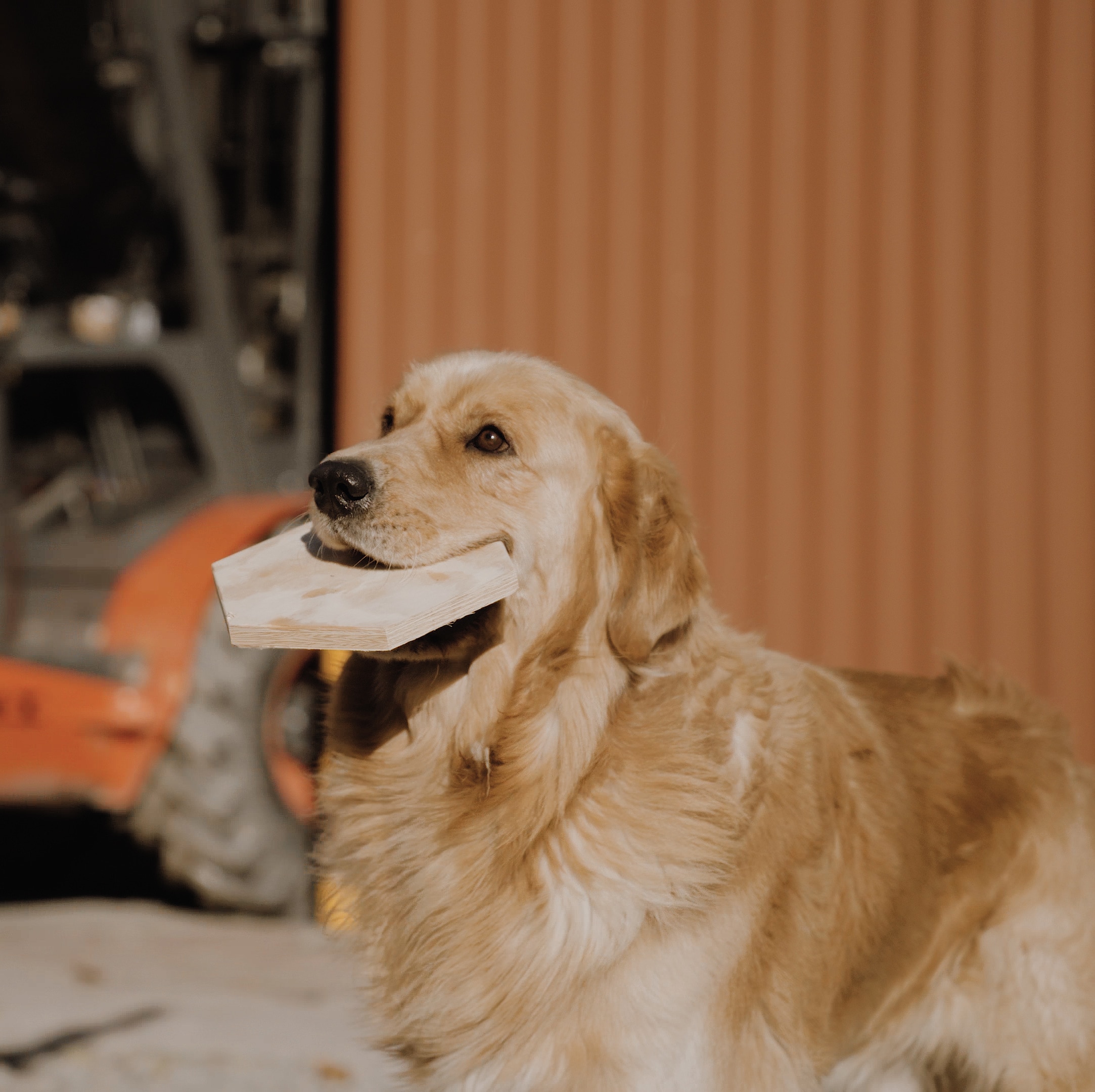 Pies trzymający w pysku kawałek drewna w kształcie sześciokąta